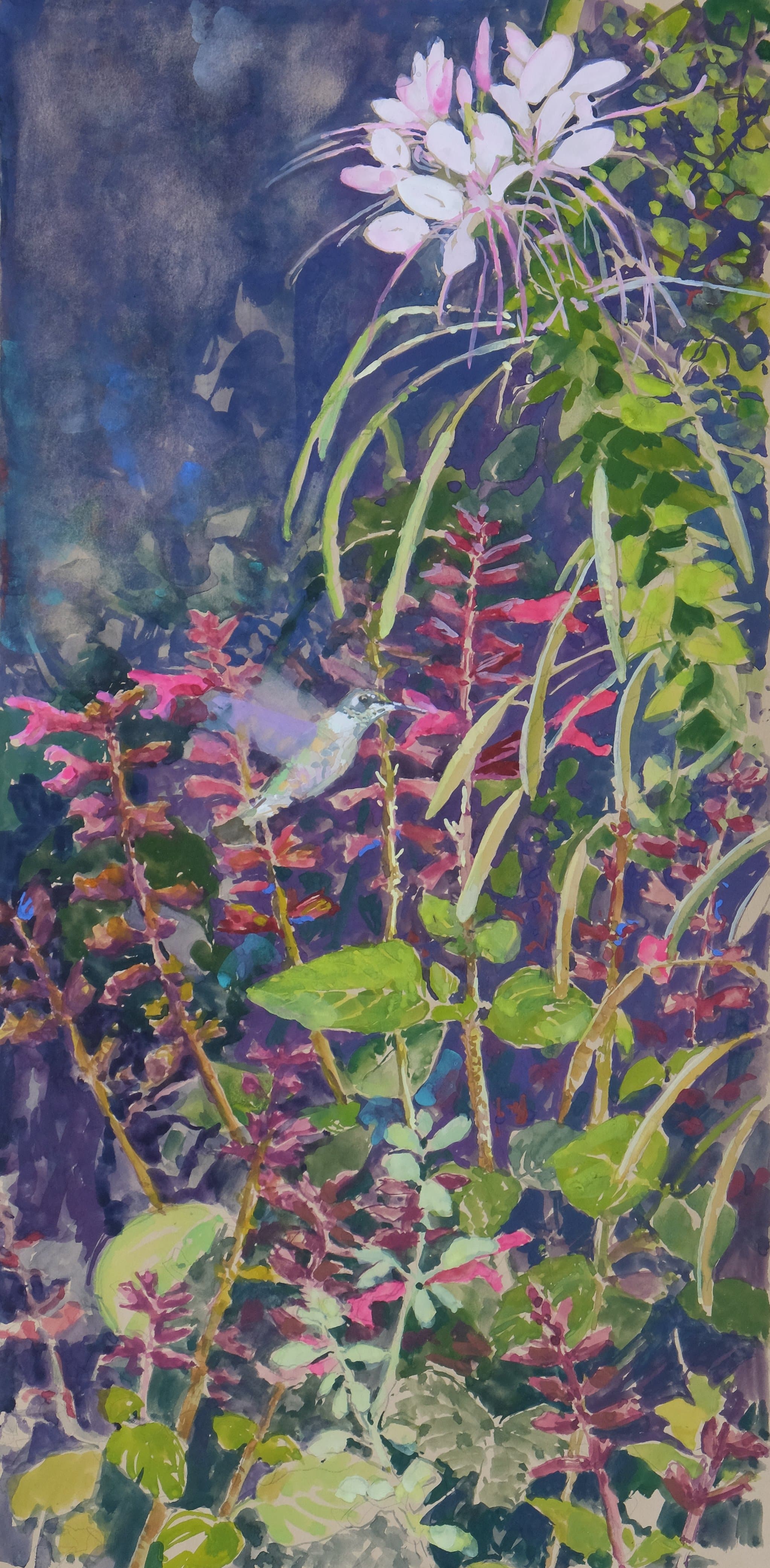 Humming Bird and Cleome